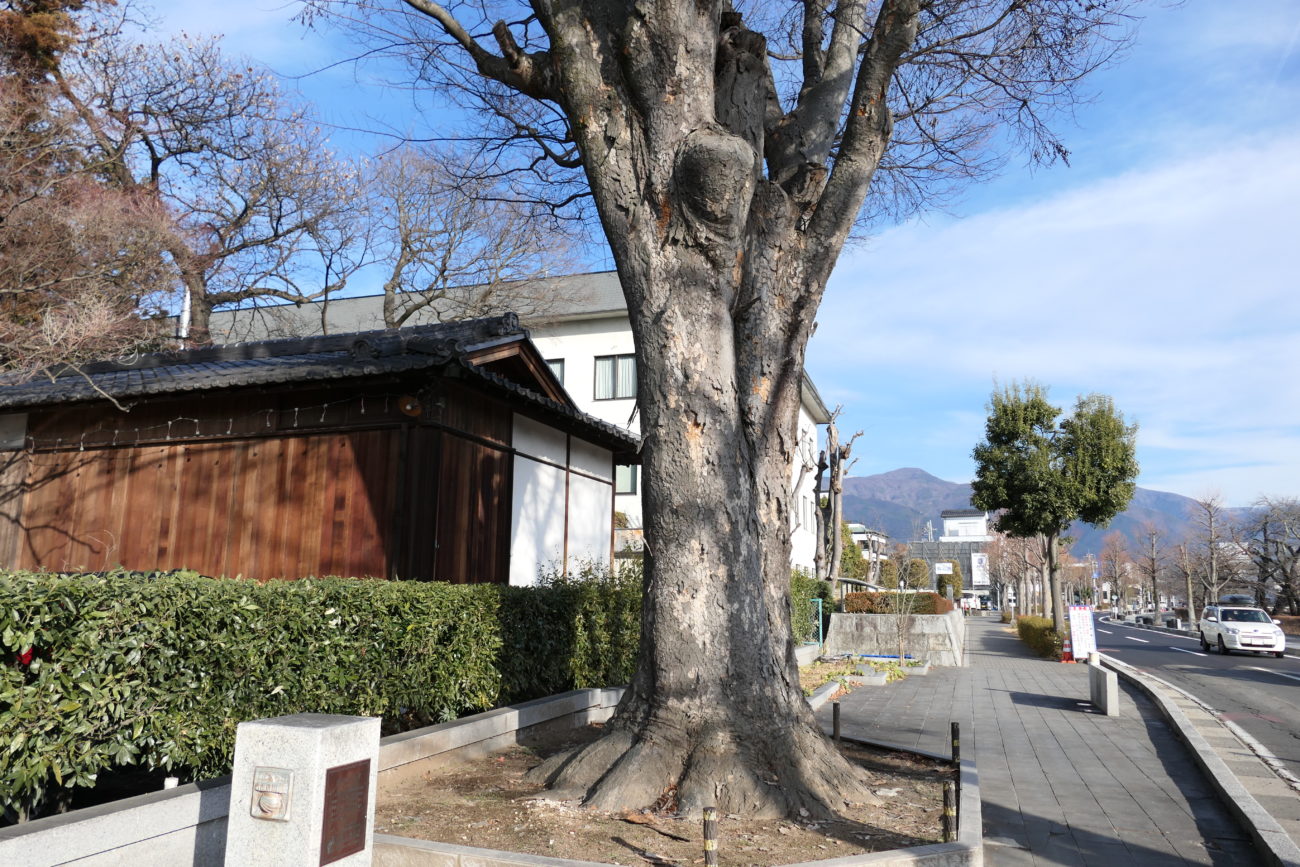 松本神社の欅の木